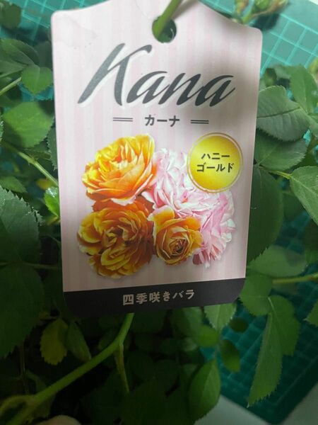 ミニ薔薇　カーナハニーゴールド　珍しい品種　1苗