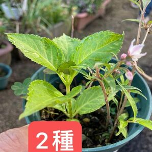 紫陽花& サラサウツギ　さし苗　花付き