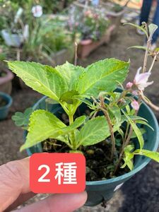 紫陽花& サラサウツギ　さし苗　花付き