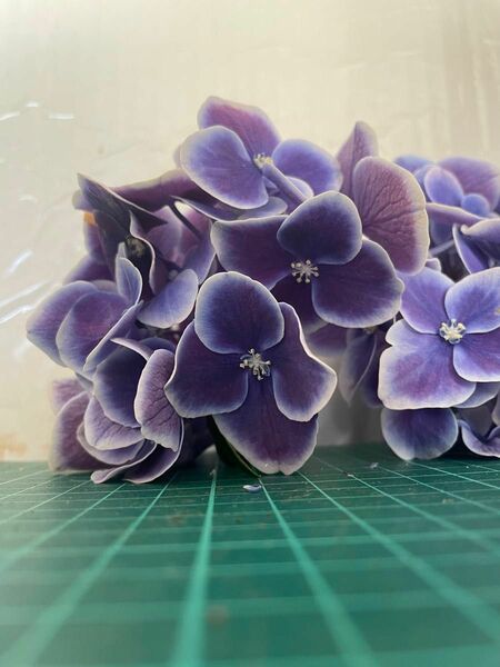 紫陽花　さし穂２本