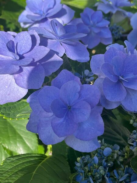 紫陽花　さし穂　２本