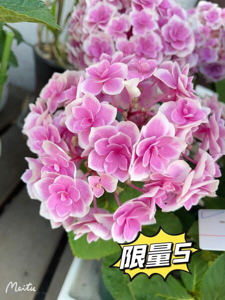 紫陽花　さし穂２本