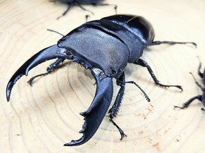 テイオウヒラタクワガタ　♂1♀2トリオ　未使用新成虫　