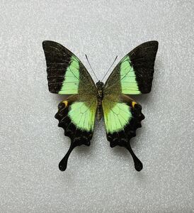 現在新規入手不可　ラスト個体　ブッダオビクジャクアゲハ　外国産蝶標本