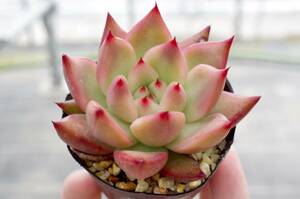 【人気】エケベリア フランクレイネルト Echeveria 'Frank Reinelt' 自家繁殖苗 優形苗カキコ 