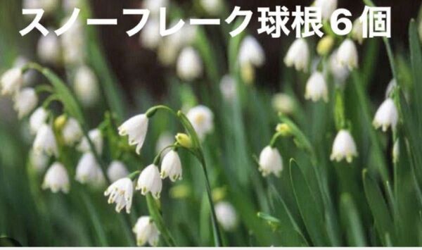 スノーフレーク　すずらん水仙　球根　スノードロップ　苗　鈴蘭　スズラン　スイセン　白い花　春の花
