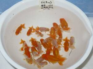 * golgfish north Kanto . Takumi work R1-1 this year fish 25 pcs 5.0-3.5cm rom and rear (before and after) 