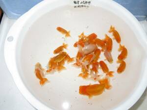 * golgfish north Kanto . Takumi work R1-2 this year fish 25 pcs 5.0-3.5cm rom and rear (before and after) 