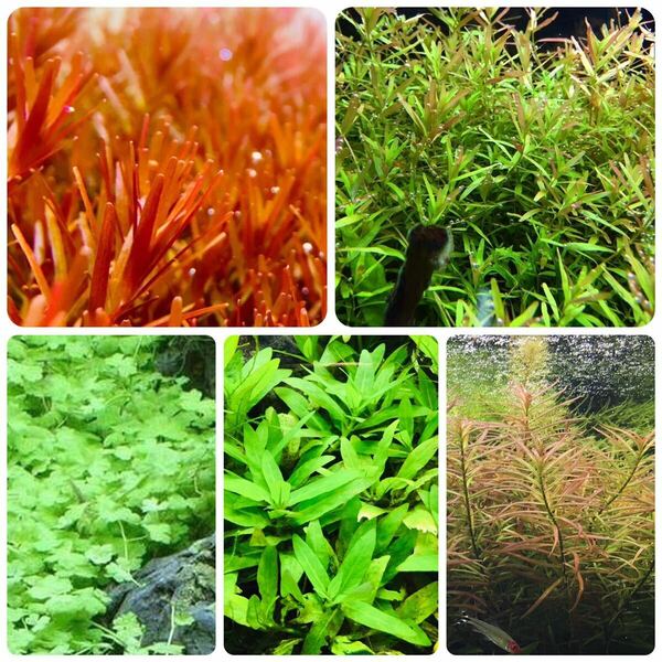 水草セット　5種類 水中葉　無農薬　無害虫