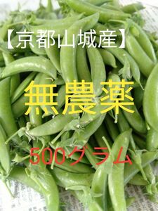 【京都山城産】無農薬野菜　スナップエンドウ　約500g⑤