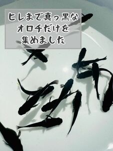 真っ黒 オロチメダカ 卵20個＋α 【たこメダカ】