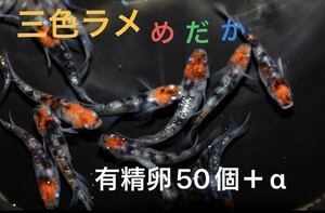 極上三色ラメメダカ　有精卵50個＋α NO.3