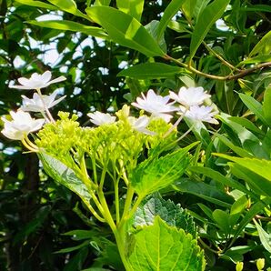 隅田の花火　挿し穂５本