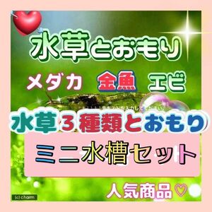 小さな水槽に水草3種類とおもりのセット　アナカリス　マツモ草　おもり　他