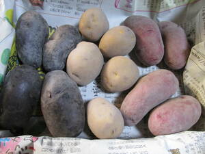  new potato 5 monthly income .3 kind Mix in ka. .../no- The n ruby / shadow Queen approximately 1.1kg(1.1~1.2kg) entering [ earth attaching ]24-05-05M3
