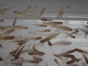 ３００匹 生き餌 エサ用アカヒレ １から２CM 淡水 熱帯魚 生体 即決 １００サイズ関東送料１１１１円