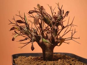 92 Othonna euphorbioides オトンナ ユーフォルビオイデス サボテン 多肉植物 塊根　コーデックス 塊茎