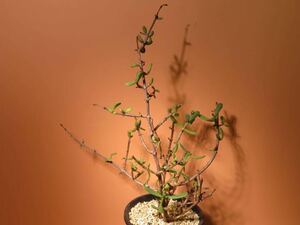 60 Ceraria pygmaea 挿し木苗 ケラリア ピグマエア サボテン 多肉植物 塊根　コーデックス 塊茎