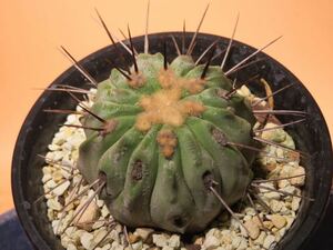 107 コピアポア 黒士冠 輸入カキ仔 Copiapoa サボテン 多肉植物