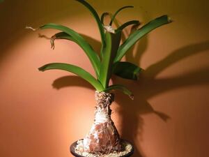 55 Crinum macowanii クリナム サボテン 多肉植物 塊根　コーデックス 塊茎