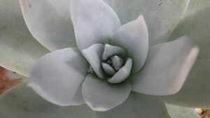 多肉植物　ダドレア　ブリトニー　仙女盃　地球上で最も白い植物　