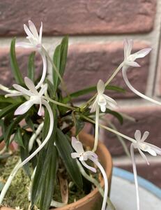 ラン　富貴蘭　珍品　「一番星」　花芽付き