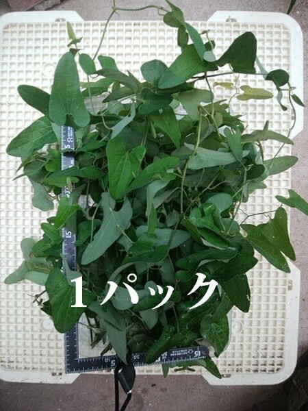 ウマノスズクサの枝葉です。根っ子はありません。ネコポス発送　０６０７２