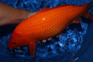 [ fish .#0361] lion face kalasi series!.. till red ...... common carp 2022 year raw 44cm female 