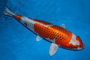 【魚酔#M001】大型鯉！ 銀の地体が美しい一本です！ 面迫養鯉場産 孔雀 67cm メス