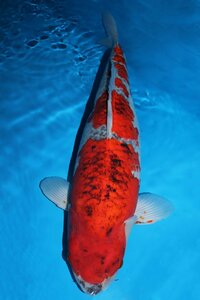 【魚酔#Z019】大型鯉の出品です！ 廣井養鯉場産 五色 65cm メス