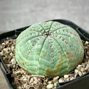 ユーフォルビア・シンメトリカ 雄株① (E. obesa ssp.symmetrica) “仔吹きではない”/ オベサ 多肉植物