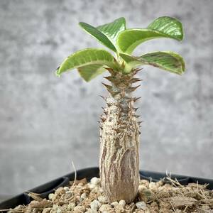 【2023年播種】パキポディウム・ウィンゾリー⑥(Pachypodium baronii var.windsorii) / 塊根植物 コーデックス 多肉植物グラキリス 
