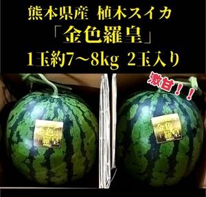 【送料無料◎1スタ!】熊本県産 植木スイカ 『金色羅皇』 1玉約7~8kg 2玉入り 