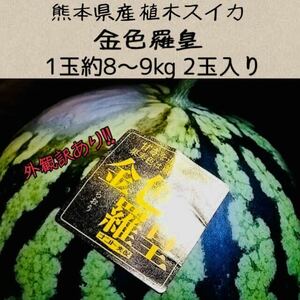 【送料無料◎1スタ!】熊本県産 植木スイカ 金色羅皇 1玉約8~9kg 2玉入り 「外観訳あり」