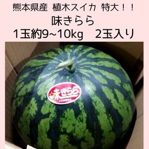 【送料無料◎1スタ!!】 熊本県産 植木スイカ 特大 味きらら 1玉約9~10kg 2玉入り