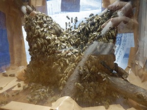 貴方の巣箱に「越後撫子」 日本ミツバチ 日本蜜蜂 ニホンミツバチ 日本みつばち 