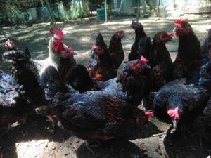  Holland . production nela. red chicken Police Brown? flat .. have . egg 10 piece 