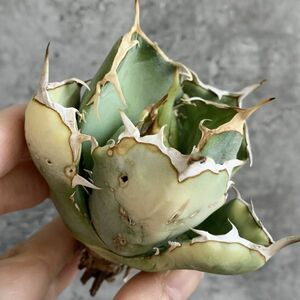 【IR2679】在庫わずか！！【極上SS級！！高級株！ イラン産 ◆ アガベ チタノタ ローズ ◆】Agave titanota ' Rose '