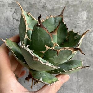 【IR2730】残り在庫わずか！！【極上SS級！！高級株！ イラン産 ◆ アガベ チタノタ ローズ ◆】Agave titanota ' Rose '