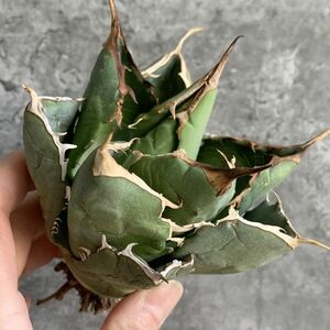 【IR2734】残り在庫わずか！！【極上SS級！！高級株！ イラン産 ◆ アガベ チタノタ ローズ ◆】Agave titanota ' Rose '