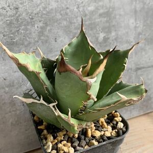 【IR2790】SS級限定株！！【極上高級株！イラン産◆アガベ チタノタ Dragon clow◆】Agave titanota 'Dragon clow'