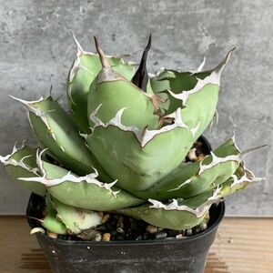 【F8171】【S級選抜子株！イラン産！強棘血統株！！】agave titanota アガベ チタノタ イラン