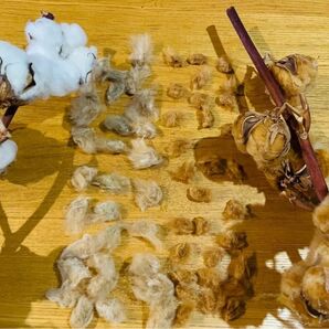 綿種　コットン　飾り用　ベージュ＊ブラウン＊今年採取 計80種