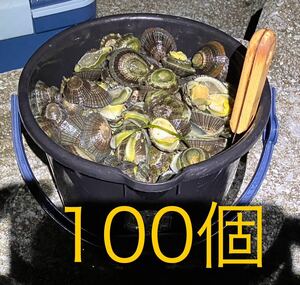 【送料無料】冷凍マツバ貝100個　石鯛　イシガキダイ　黒鯛　釣り餌　ジンガサ　カサガイ