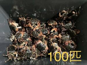 【送料無料】冷凍イソガニ100匹　石鯛　イシガキダイ　黒鯛　釣り餌　磯ガニ
