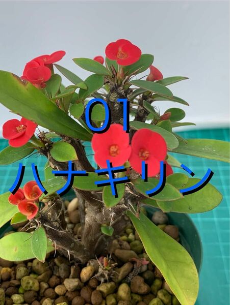 01 ハナキリン　鉢付　Euphorbia milii 30 ハナキリン　鉢付　Euphorbia milii