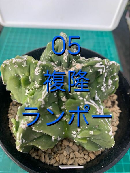 05 複隆ランポー玉　鉢付　Astrophytum myriostigma
