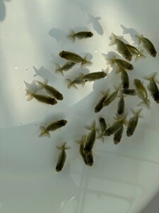 24019* Numazu * Kudo thousand ..* golgfish * this year fish * selection another leak 28 pcs *