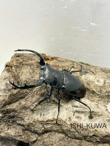 [ISHI_KUWA] waist woody . name . kind LS production the first 2. larva 5 head set 
