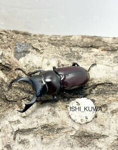 [ISHI_KUWA] War doko stag beetle the first 2. larva 4 head set 
